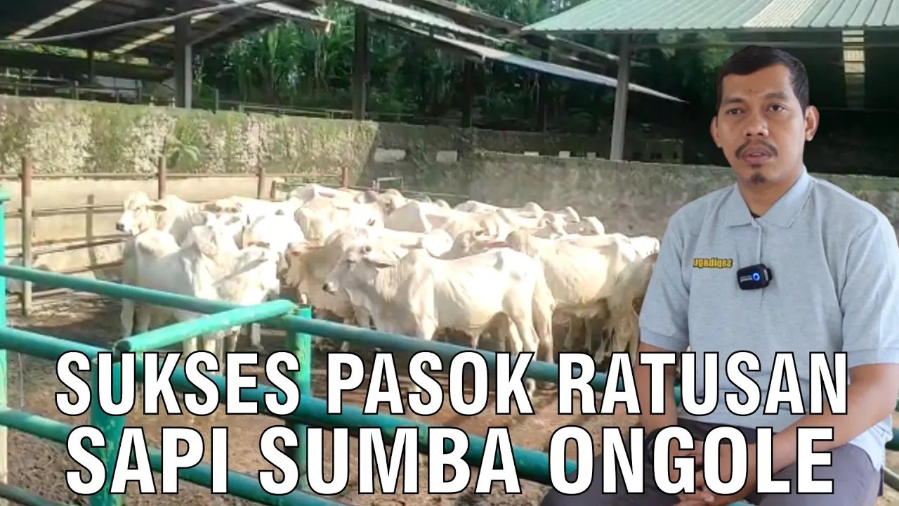 
                                 Pasok-Ratusan-Sapi-SO-Sumba-Ongole-Ke-Jabodetabek